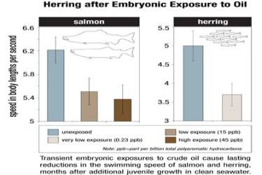Transient embryonic exposures to crude oil cause lasting reductions in the swimming speed of salmon and herring