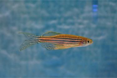 Zebrafish