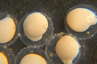 Multiple lamprey eggs at about one week after fertilization