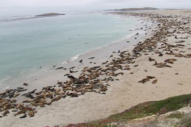 Many California sea lion pups in the Channel Islands are underweight.  Photo: NOAA Fisheries