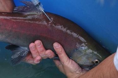 Hormone injections are used to advance the spawning time of sockeye. Credit: NOAA Fisheries