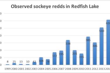 Observed sockeye salmon redds in Redfish Lake from 1999 to present.