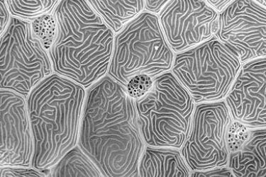 Surface of zebrafish skin Thumbprint-like microridges are present on the surface of individual skin cells of this newly hatched zebrafish. Openings for three goblet cells that produce mucus can also be seen between skin cells.