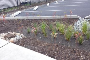 Landscape with drainage, plant and basic soil mixture that helps to remove toxics lethal to aquatic lif