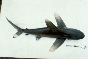 oceanic whitetip.jpg