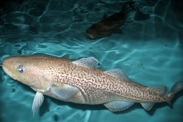 Large fish in a lab pool 