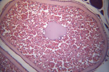 Pacific cod sample under a microscope