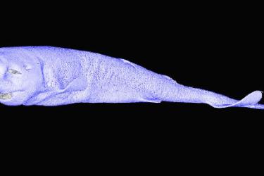 pocketshark01_large.jpg