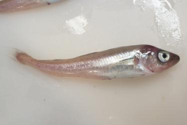 Juvenile pollock laying on a white table