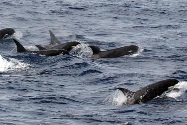Killer whale pod at sea