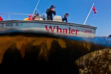 Divers on a vessel preparing to enter the water