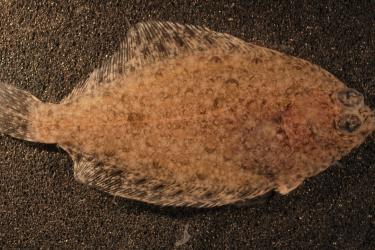 Rock sole flatfish with both eyes on the right side of its head placed on ground.