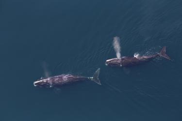 Two North Atlantic right whales from above, exhaling.