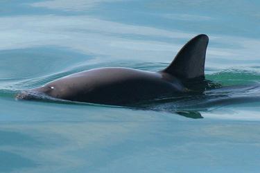 saving_vaquita_banner.jpg