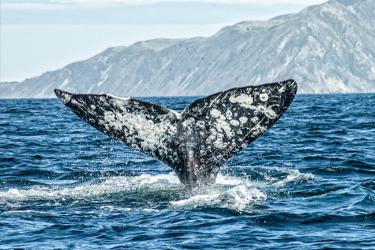 Tail of whale poking out of water