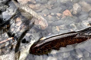 Coho salmon smolts in rocky, shallow water
