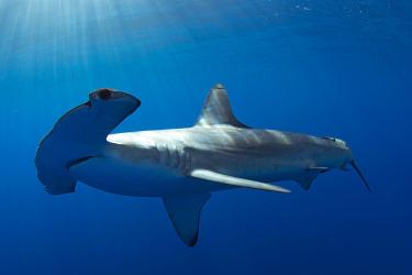 smooth-hammerhead.jpg