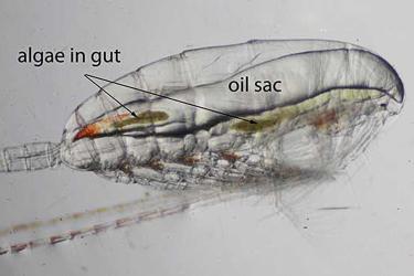 Microscope view of a copepod