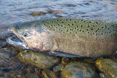 Spawning Chinook salmon