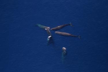Aerial view of six sperm whales grouped together in dark blue waters.