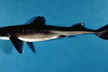 spiny dogfish.jpg