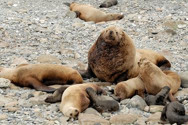 Sea lions laying on beach with large male in center