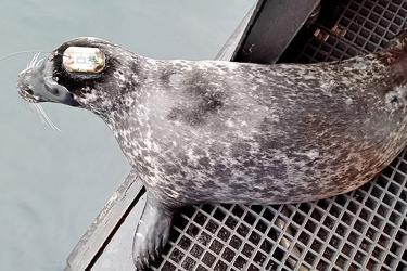 Seal with tracker on head looking out to the water, ready to dive 