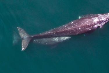 studying_graywhales_fromabove.jpg