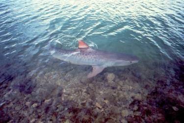tiger-shark.jpg