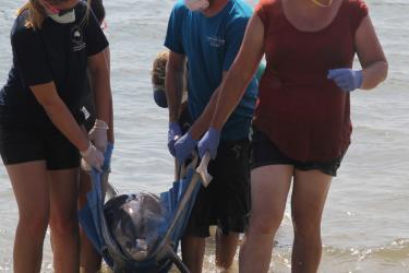 Virginia Aquarium and Marine Science Center_Live Dolphin.jpg