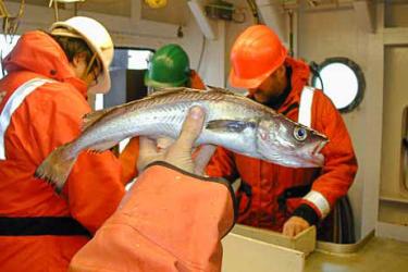 Foreground shows hand holding a walleye pollock fish to the camera. In the background, group of men wearing orange jackets and hardhats are at work.