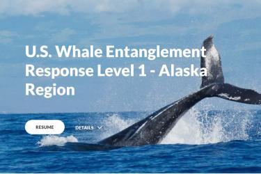 whale-responder-training.jpg
