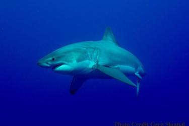 white shark Skomal credit.jpg