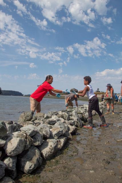 Image of community members moving rocks for first modern clam garden.