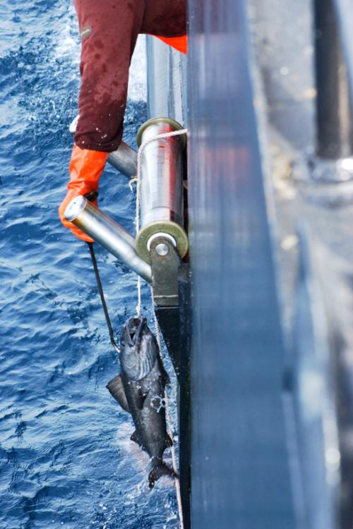 Fishing Gear Types 101: Longlines & Hook and Line — Monterey Bay Fisheries  Trust