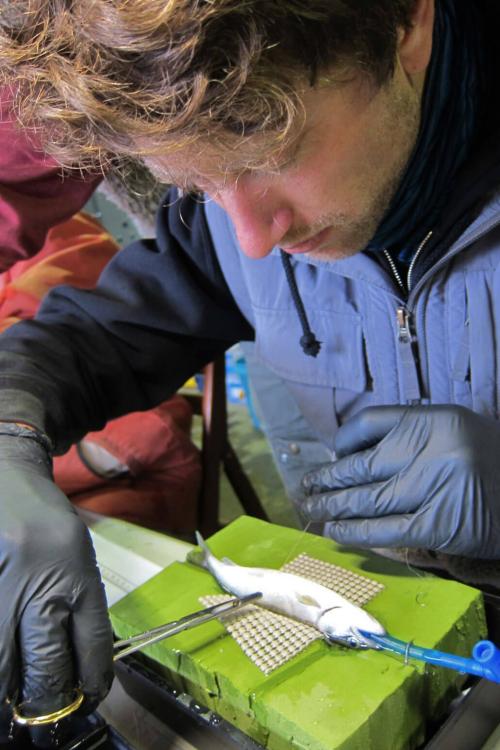 Researcher using forceps to place an acoustic tag into a juvenline salmon