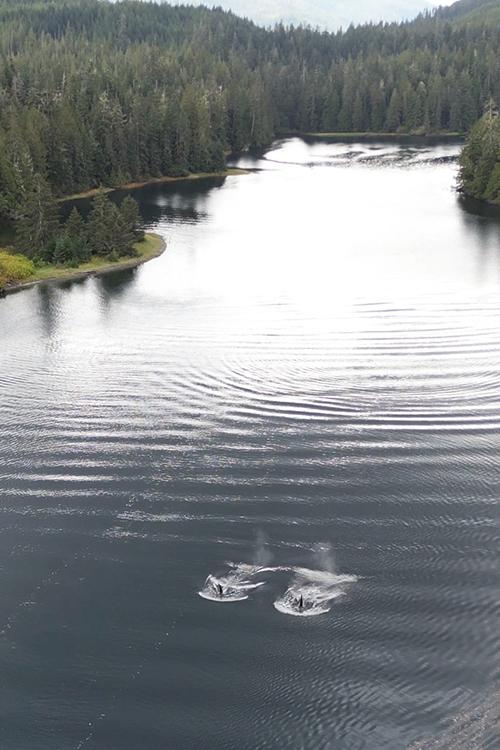 The two killer whales swim out of the south channel of Barnes Lake, Alaska.