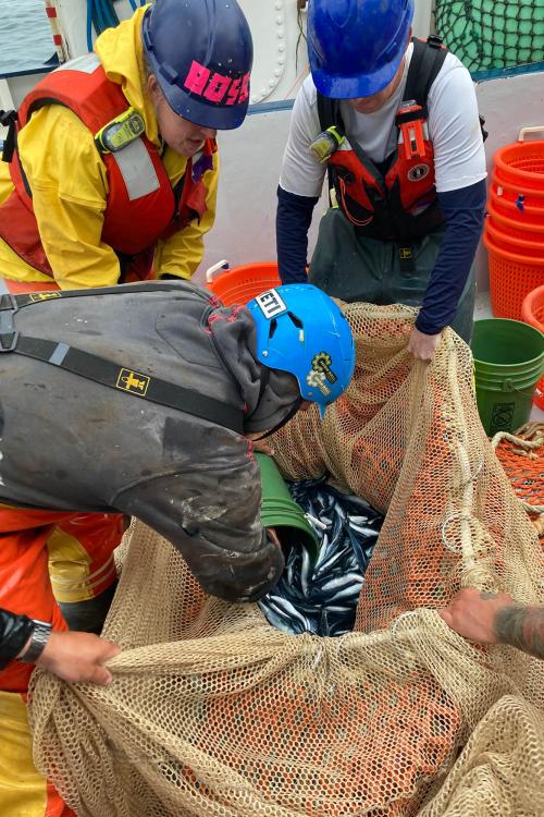 Young Salmon May Face Hungry New Competition from Juvenile Sablefish