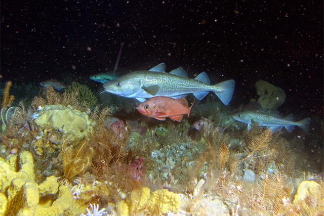 Several Pacific cod swim among smaller rockfish in open water above plants and substrate.
