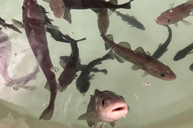 Image of swirling cod in a tank, with one looking directly at the viewer