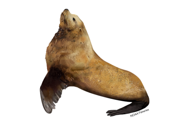 Removed from the Endangered Species List in 2013, the eastern distinct
