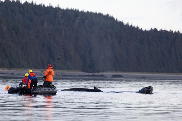 The team approaches the whale, using specialized tools to remove more of the gear.