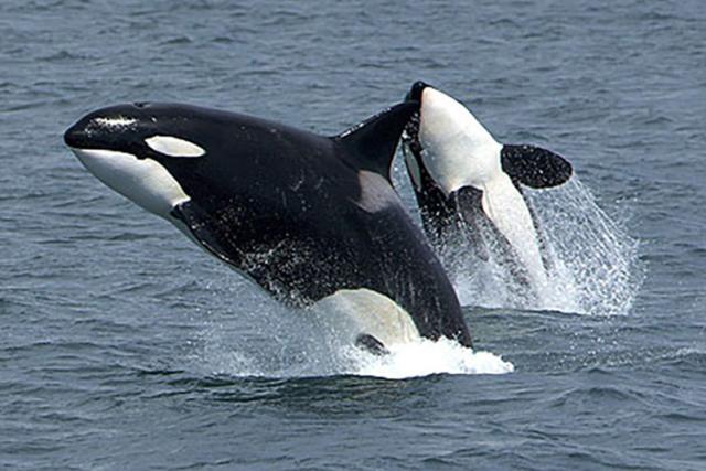 Killer whales breaching simultaneously in Alaska.