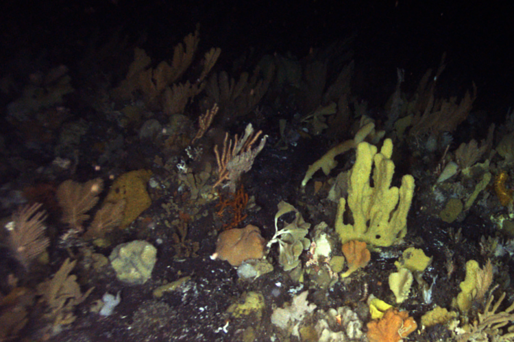 Discovering Deep-Sea Sponges in Alaska