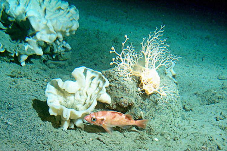 Low genetic diversity and predation threaten a rediscovered marine sponge