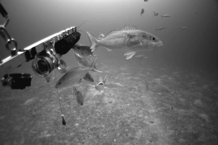 Underwater view of bottomfish from a stereo-camera system