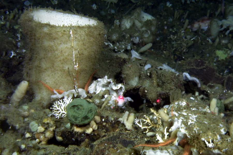 Deep-Water Alaska Sponge Has Molecules That Selectively Target And Kill  Pancreatic Tumor Cells