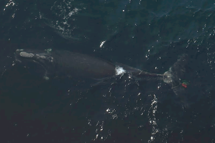 “2021 Calf of #3720” has been seen entangled in fishing gear off the coast of New Brunswick, Canada