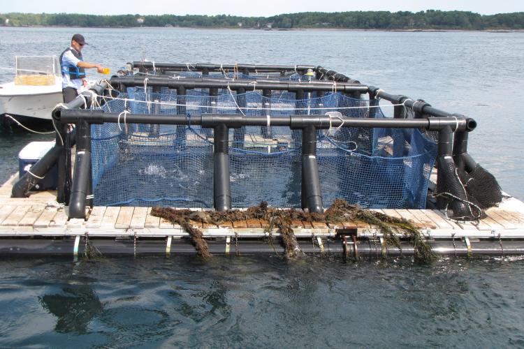 Man stands next to New Hampshire Sea Grant's AquaFort, an Integrated Multi-Trophic Aquaculture platform used to grow trout, blue mussels, and sugar kelp