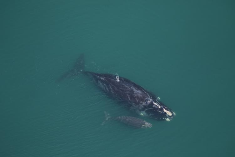 North Atlantic right whale Medusa and her calf